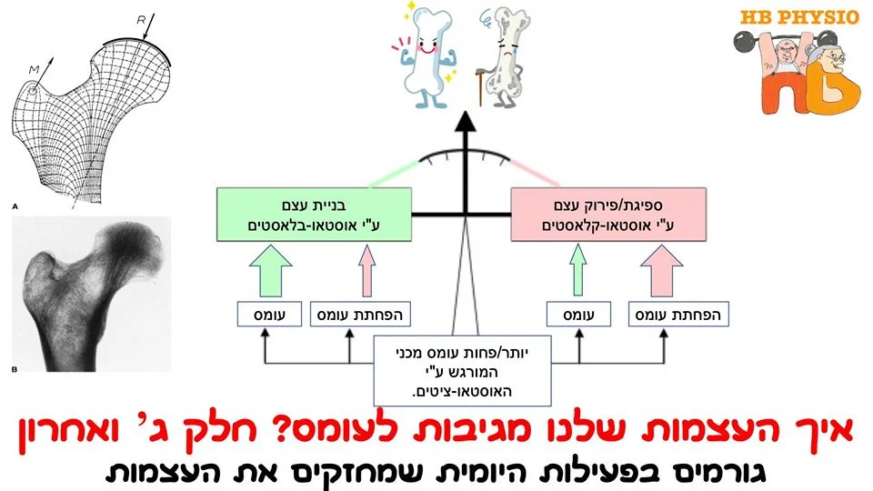 דיאגרמה: בניית עצם מול פירוק עצם בהתאם לעומס